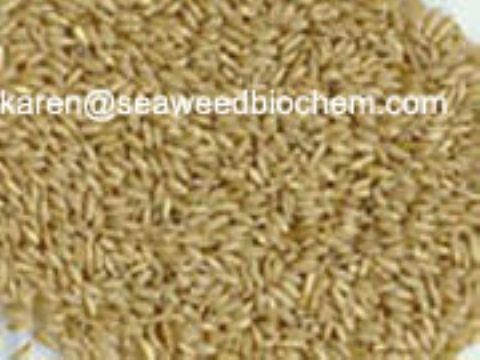 Oat Extract